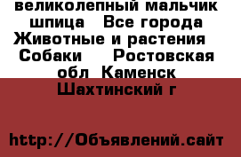 великолепный мальчик шпица - Все города Животные и растения » Собаки   . Ростовская обл.,Каменск-Шахтинский г.